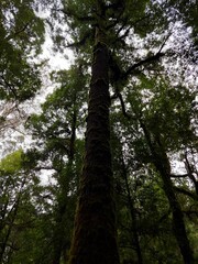 Fototapeta premium trees in the forest