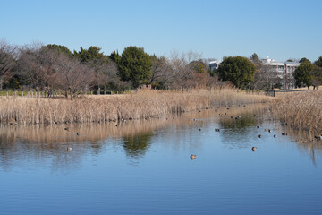 武蔵野の森公園