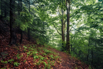 Windy morning scene of green foliage forest. Huge rain in dawk woodland. Fabulous summer landscape of Carpathian forest. Beauty of nature concept background..
