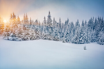 Sunrise in woodland. Untouched winter landscape. Stunning morning view of Carpathian valleys with snow covered fir trees. Calm outdoor scene of mountain forest. Christmas postcard.