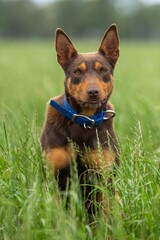 portrait of a brown working kelpie dog sitting in grass on a farm in spring
