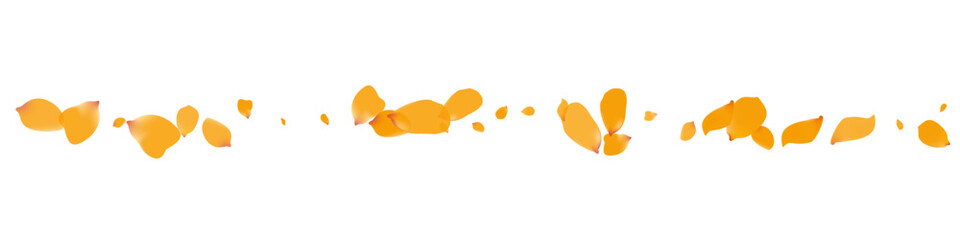 Beautiful Rose Spring Vector White Panoramic