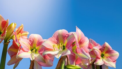 Amaryllis flowering, in natural, with copy space