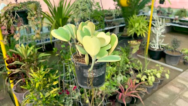 Variegated hoya hearts shape leaves or lucky heart plant in a hanging pot in greenhouse