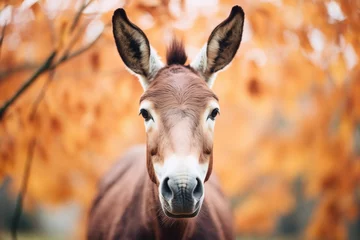 Tuinposter donkey with erect ears framed by autumn-colored leaves © primopiano