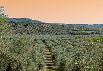 Landscape of cultivated land of olive trees, large expanse of olive trees by day in Jaen, Andalusia, Spain - obrazy, fototapety, plakaty
