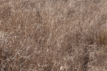 Long dry yellow grass as background in autumn