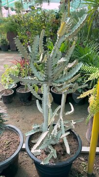 Euphorbia lactea white ghost an eye-catching small cactus tree with almost entirely white branches in a pot in greenhouse