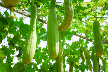 Fresh zucchini planting in the garden