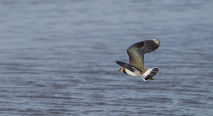 Northern Lapwing in flight over the lagoon of delta del llobregat, spain	