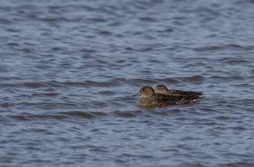 female Eurasian Teals in the lagoon of the Aiguamolls del Emporda, Spain	