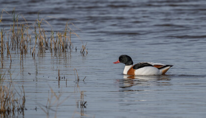 Common Shelduck swimming in the lagoon