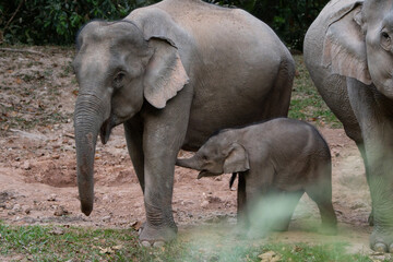 Fototapeta premium elephants in the wild