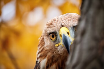 Obraz premium intense gaze of a golden eagle from a treetop