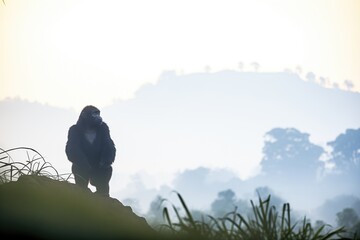misty morning with gorilla silhouette on ridge