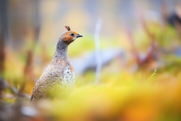 foreground grouse sharp with blurred forest
