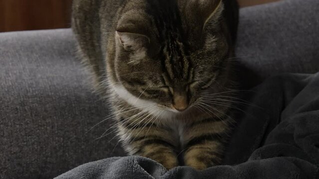 chat tigr&eacute; faisant aller ses pattes sur une couverture