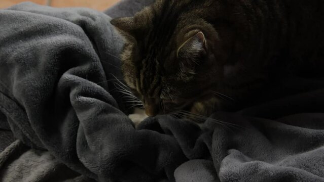 chat tigr&eacute; faisant aller ses pattes sur une couverture