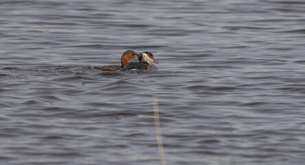 Little Grebe attacking black-necked Grebe defending territory
