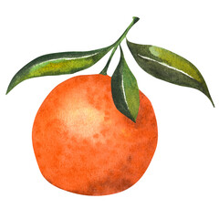 Tangerine on a branch with leaves. Isolated element on white background. Watercolor illustration