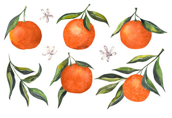 Tangerine on a branch with leaves. Set. Isolated element on white background. Watercolor illustration