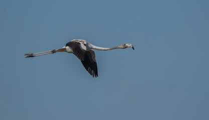 greater flamingos in flight over the lagoon of delta ebro river	