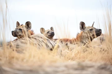 Muurstickers hyena group lounging on savanna © primopiano
