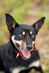 farm dog in a green field of grass in spring