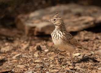 The crested lark on the ground