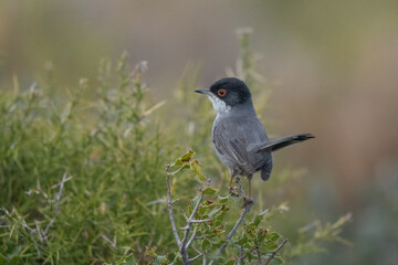 Sardinian Warbler male on the branch	
