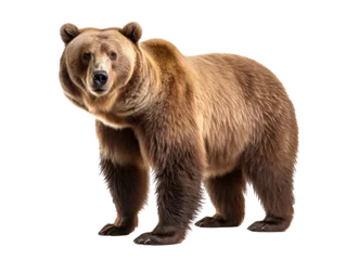 Gordijnen a brown bear standing on a white background © Sveatoslav