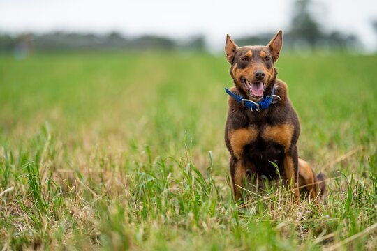 kelpie dog working dog on a sheep farm. model dog. beautiful animal portrait