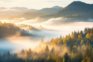 fog enveloping a mountain forest at sunrise