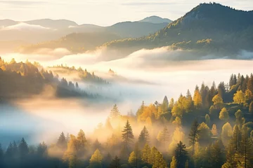 Cercles muraux Montagnes fog enveloping a mountain forest at sunrise