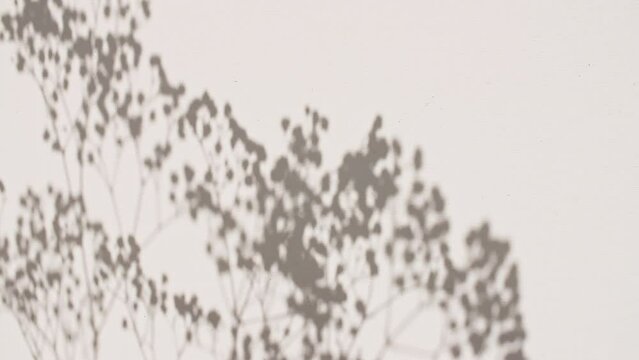 Shadows from from leaves of the gypsophila on the wall. Motion of leaves sunlight and shadow. Summer concept. Space for text. Product presentation, mockup for advertising. 4k. High quality 4k footage