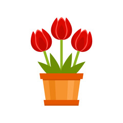 Tulip in flower pot isolated on white. Gift bouquet. Vector illustration of spring red flowers. Simple flat icon.