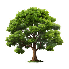 Big Tree with Complex Branches and Dense Leaves Isolated on Transparent Background