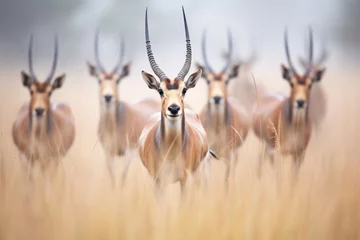 Foto op Canvas roan antelope herd moving through misty grassland © primopiano