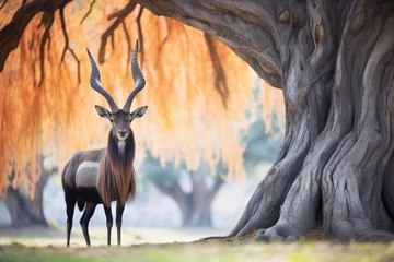 Foto op Canvas lone roan antelope under acacia tree © primopiano