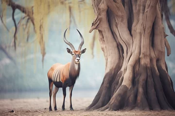 Fototapeten solitary roan antelope standing under acacia tree © primopiano