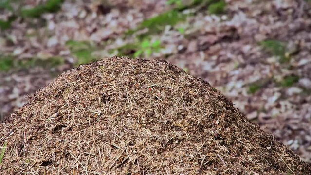 Anthill. Close-up of ants nest. Large ant hill in summer forest.