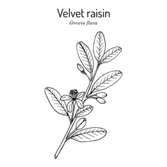 Velvet raisin (Grewia flava), edible and medicinal plant