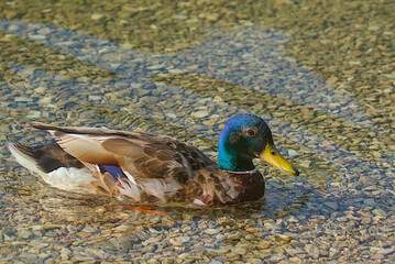 Close-up of a mallard standing in shallow water. View to a beautiful male Duck at the Lake. Season of Mallard Ducks. Side View of a Mallard Duck. Animals and Wildlife Backgrounds.