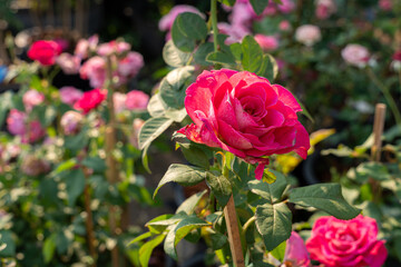 pink rose flower blooming in rose's garden on green nature background pink roses flowers Valentine's Day concept