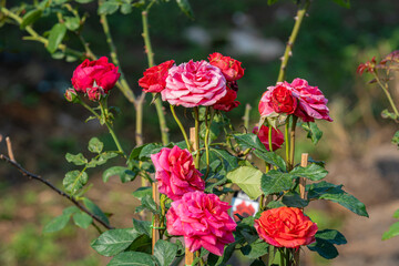 pink rose flower blooming in rose's garden on green nature background pink roses flowers Valentine's Day concept