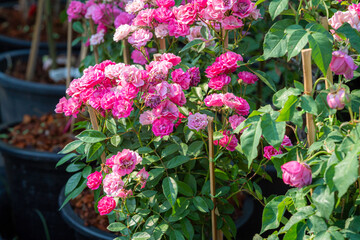 Red candles and burning incense sticks Paper gold with the Chinese alphabet Blessings written on it Is a Fortune blessing compliment for pay respect to god in Chinese New Year day at a Chinese shrine