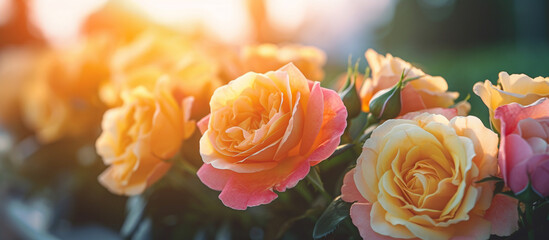 Pink and yellow rose flower in the garden and sunlight with bokeh,Generative AI