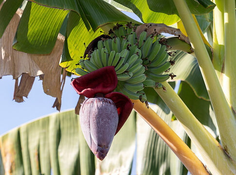 banana blossom ; bud end of a flowering banana stalk ; edible inflorescence of a banana plant