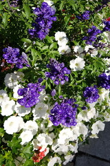 Summer flowers for garden and pot. - 706261388