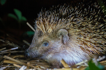 Hérisson
